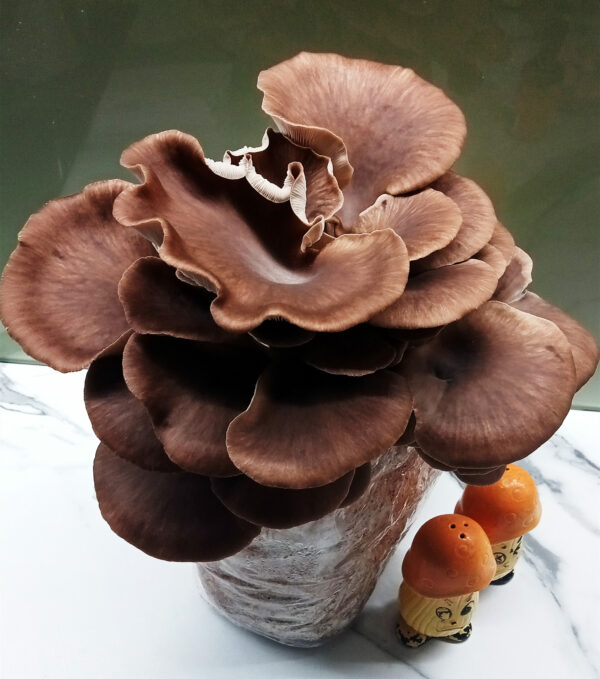 Oyster Mushrooms Ready-to-Fruit Block (S) - Image 4