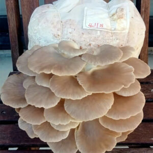 Oyster Mushrooms Ready-to-Fruit Block (S)