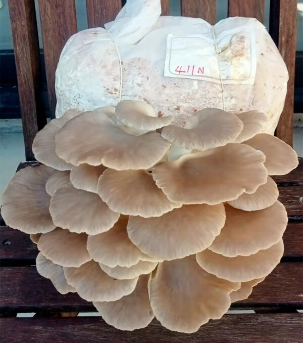 Oyster Mushrooms Ready-to-Fruit Block (S)
