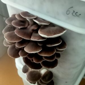Oyster mushroom ready-to-fruit bucket (4L)
