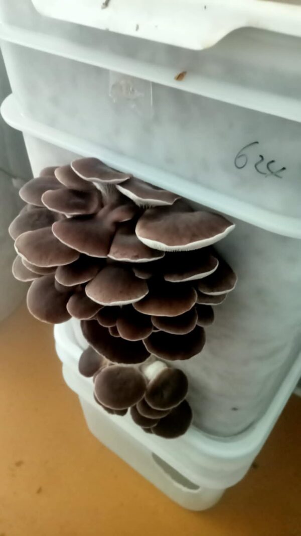 Oyster mushroom ready-to-fruit bucket (4L)